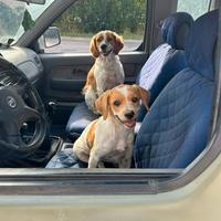 Cagnolina di un anno