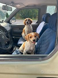 Cagnolina di un anno