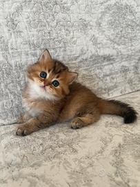 British longhair golden