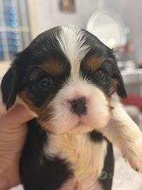 Cucciolo di Cavalier King maschio