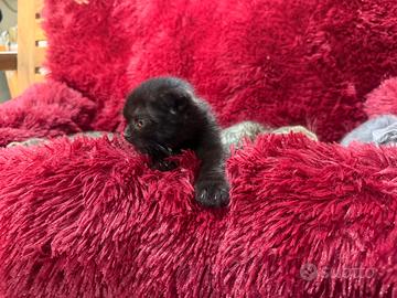 British Scottish fold