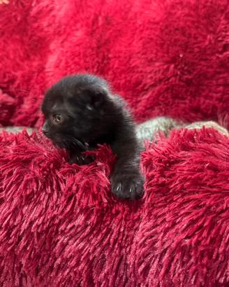 British Scottish fold