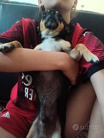 Chihuahua maschio per accoppiamento