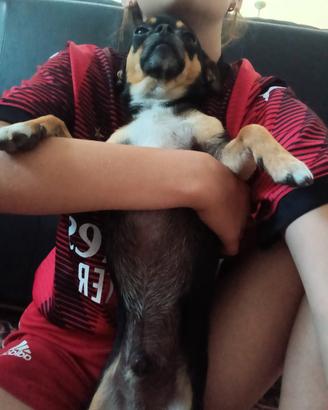 Chihuahua maschio per accoppiamento