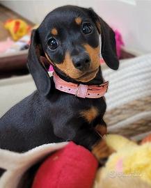 BASSOTTO NANO NERO FOCATO CUCCIOLI pag in 12 rate