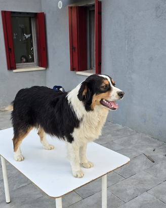 Cuccioli di Pastore Australiano disponibili