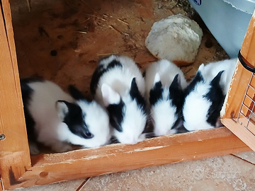 Coniglietti nani testa di leone