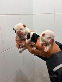 Bulldog francese