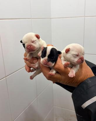 Bulldog francese