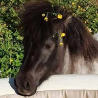 Mini horse olandese maschio intero