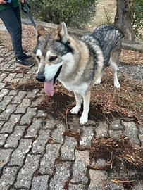 Stupendo cane lupo taglia grande