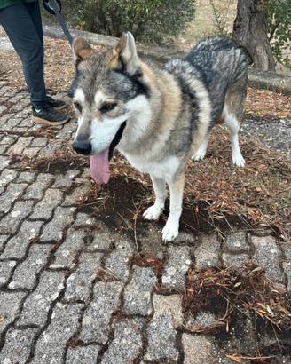 Stupendo cane lupo taglia grande