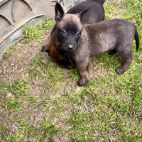 Pastori belga malinois