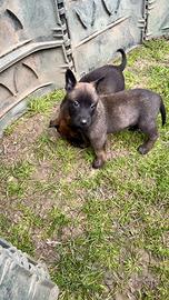 Pastori belga malinois