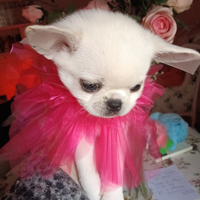 Cuccioli di chihuahua