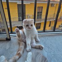 Gatto scottish fold