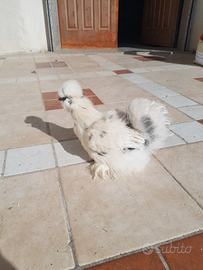 M a t e r i a l e f e c o n d o