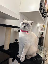 Gatto Schottish Fold