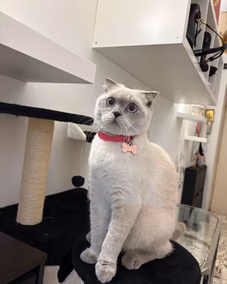 Gatto Schottish Fold