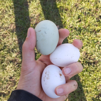 Amrock,moroseta, araucana e Livornesi bianche
