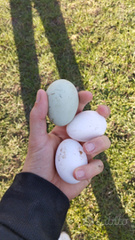 Amrock,moroseta, araucana e Livornesi bianche