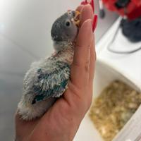 Inseparabili roseicollis