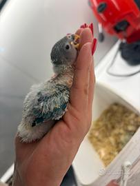 Inseparabili roseicollis