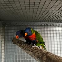 Coppie riproduttive lori arcobaleno