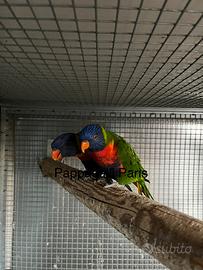 Coppie riproduttive lori arcobaleno