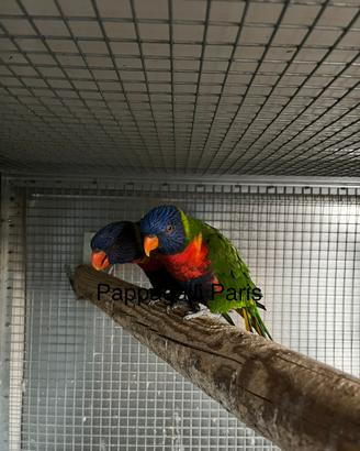 Coppie riproduttive lori arcobaleno