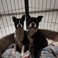 Animali cuccioli di boston terrier