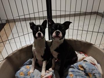 Animali cuccioli di boston terrier