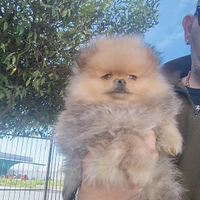 Pomerania