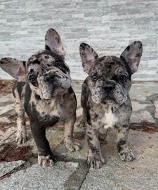 Cuccioli di Bulldog Francese Esotico