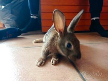 Mini lepre maschio