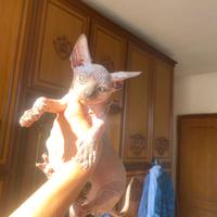 Gatto Sphynx maschio