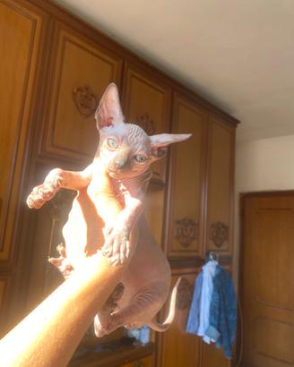 Gatto Sphynx maschio