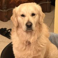 Splendido Golden Retriever per accoppiamento
