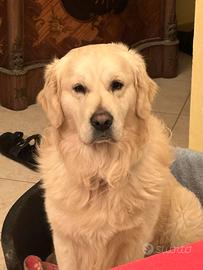 Splendido Golden Retriever per accoppiamento