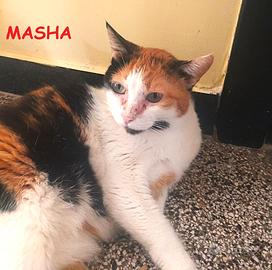 MASHA micia tricolore di 10 anni