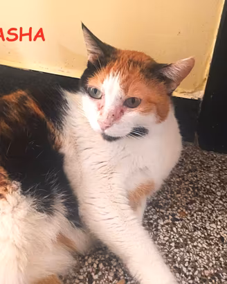 MASHA micia tricolore di 10 anni