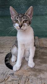 Gattini cuccioli