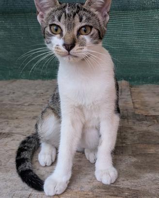 Gattini cuccioli