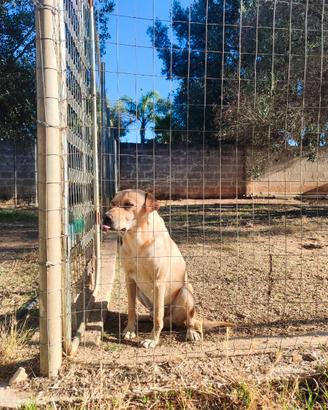 Cane in adozione