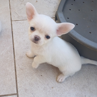 Chihuahua