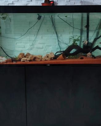 acquario Ciano pro 150 300 litri