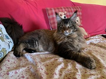 Maine Coon per monta