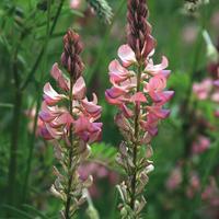 Semi per apicoltura terreni e allevamento