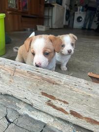 Cuccioli di jack russell