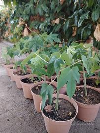 Piantine tropicali